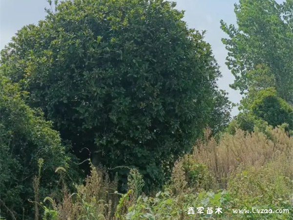 8月桂花香还是10月桂花香?