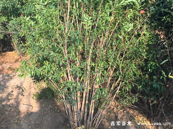 黄花石榴是什么品种?