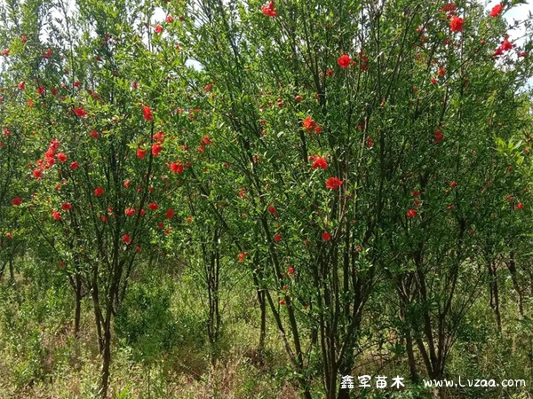 花石榴树的种植与管理