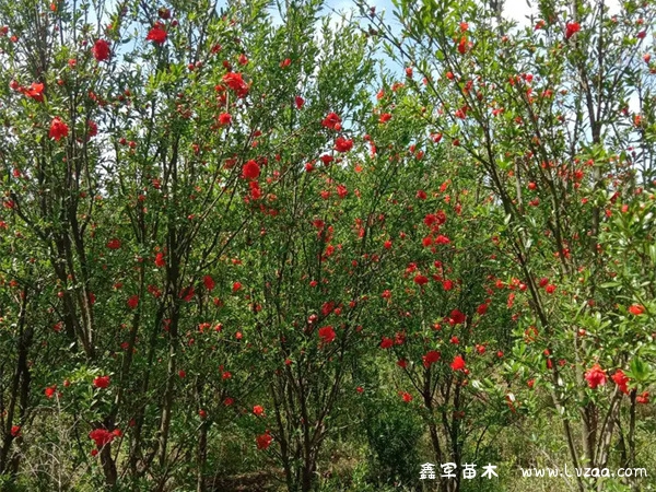 花石榴树的种植与管理