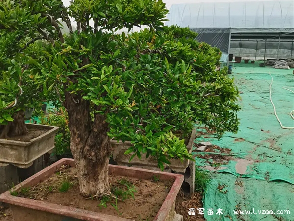 花石榴结果吗能吃吗