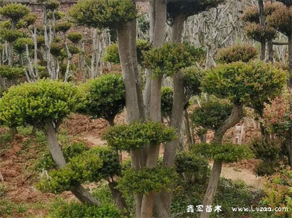 小叶赤楠在家养殖风水