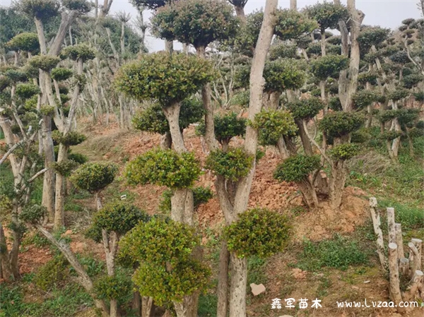 小叶赤楠寓意与风水