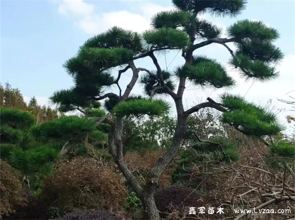 黑松枝条太长能直接剪掉吗?