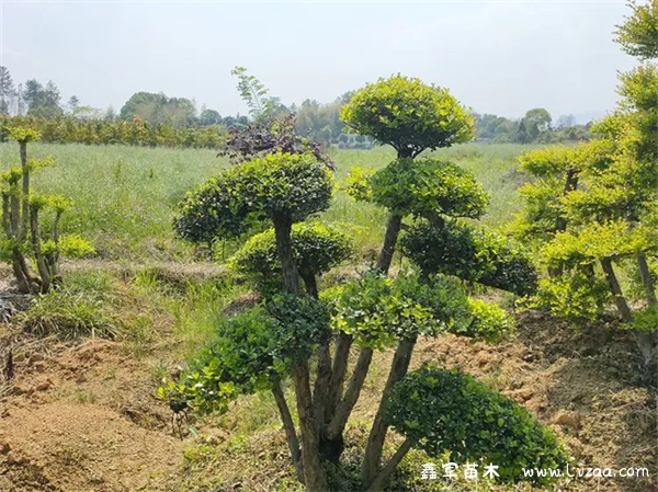 赤楠怎么种植成活率高?