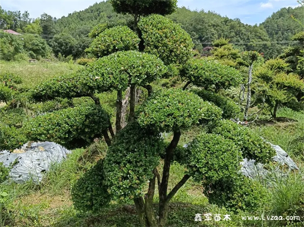 赤楠养护方法