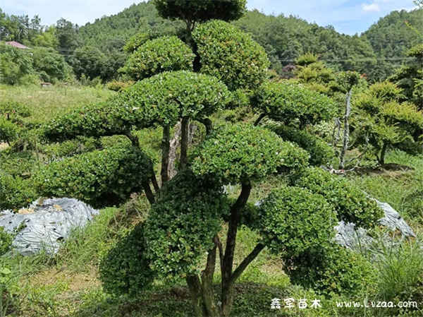 赤楠养殖方法与技巧?