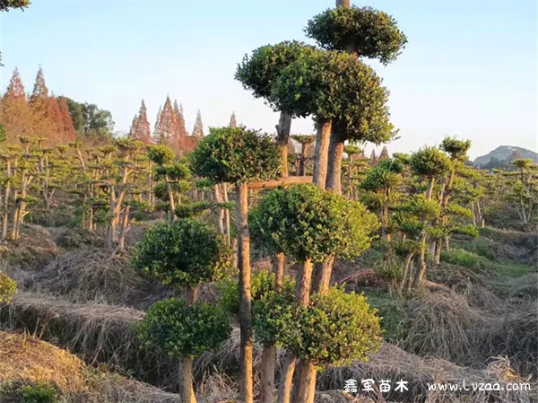 赤楠夏季能暴晒吗?