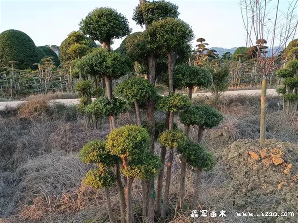 赤楠喜欢生长在什么地方?