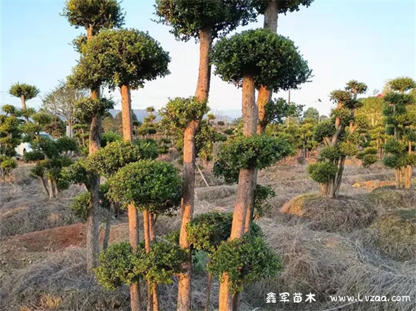 赤楠树会开花吗?