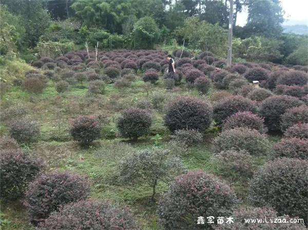 红花继木桩造型怎样选择?