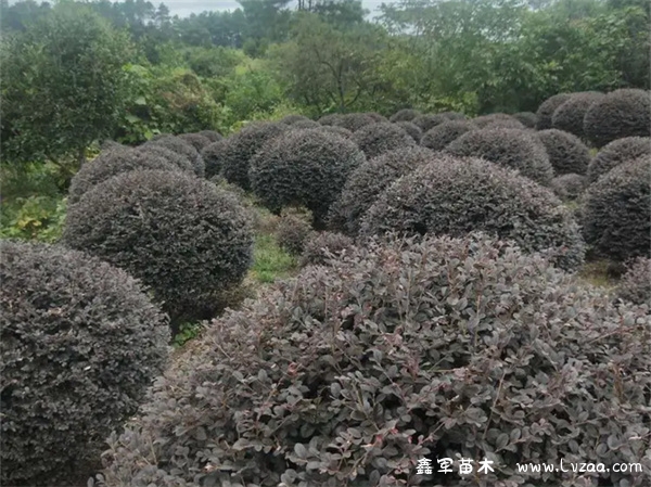 红花继木怎样修剪?