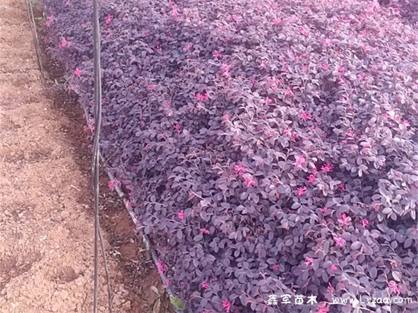 红花继木寓意和象征风水