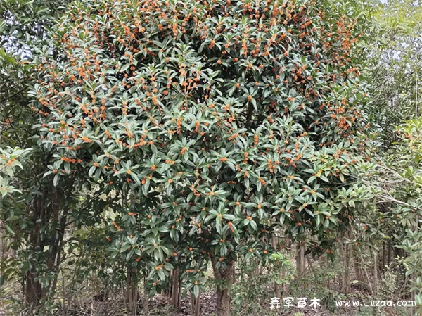 丹桂花与桂花的区别