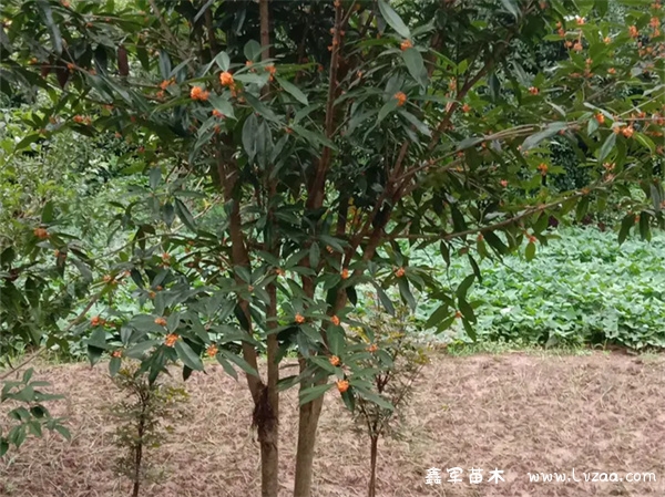 家里种桂花树好不好?