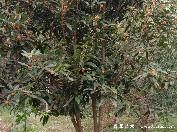 家里种桂花树好不好?