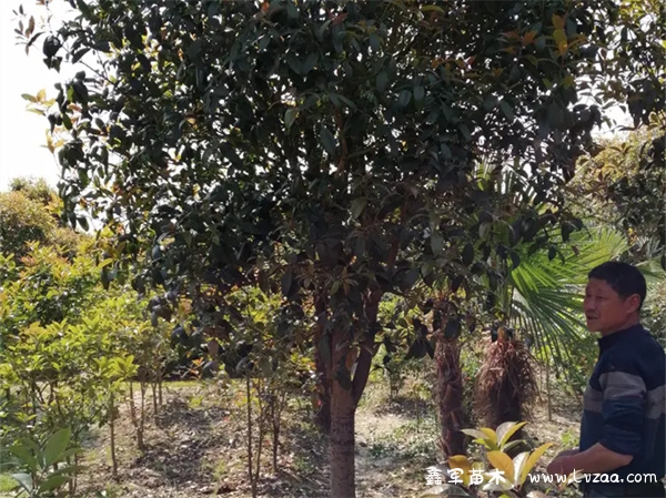 桂花种子的种植方法和时间