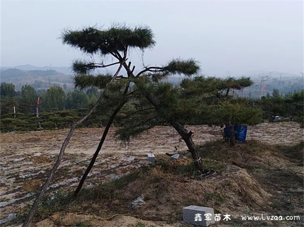 五针松黑松区别