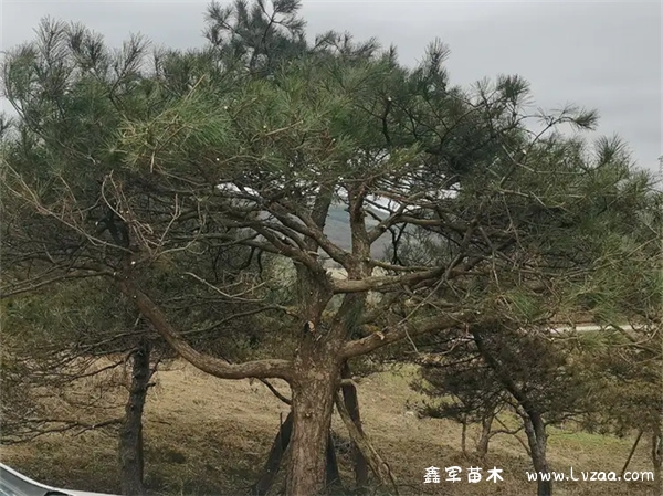 日本黑松一年能长多粗?