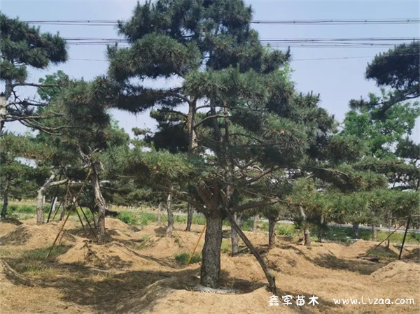 日本黑松的特点