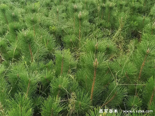 黑松种植方法