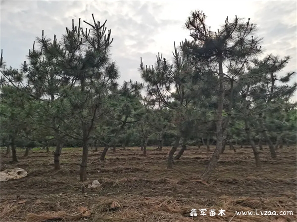 黑松在庭院中的风水