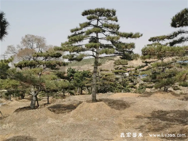 黑松与油松的区别