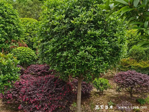 桂花树种在院子里什么位置风水好?