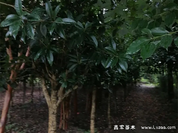 桂花树喜阳还是喜阴