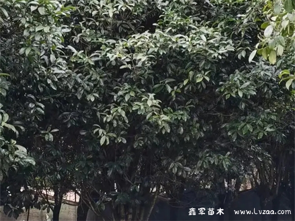 桂花树几月份移栽最好?