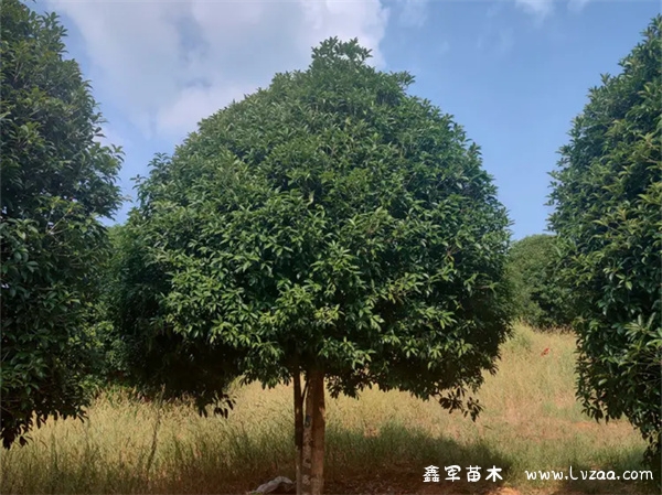 桂花树的栽培方法和注意事项